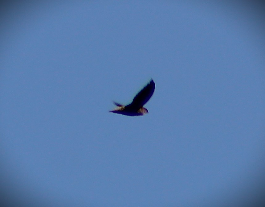 ノドジロタンビハリオアマツバメ - ML646429061