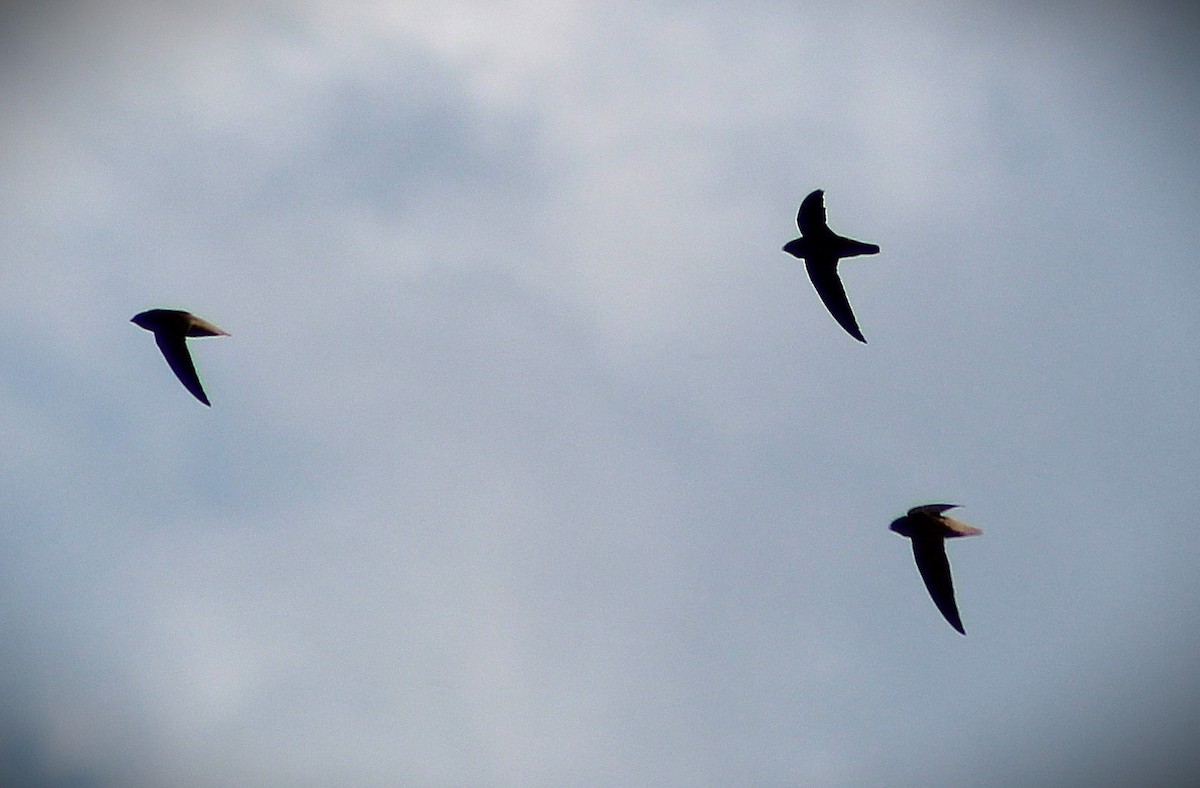 ノドジロタンビハリオアマツバメ - ML646429062