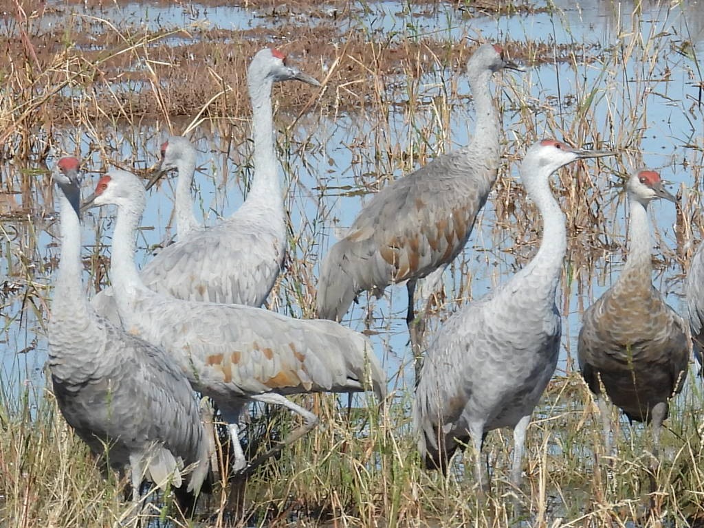 カナダヅル - ML646429063