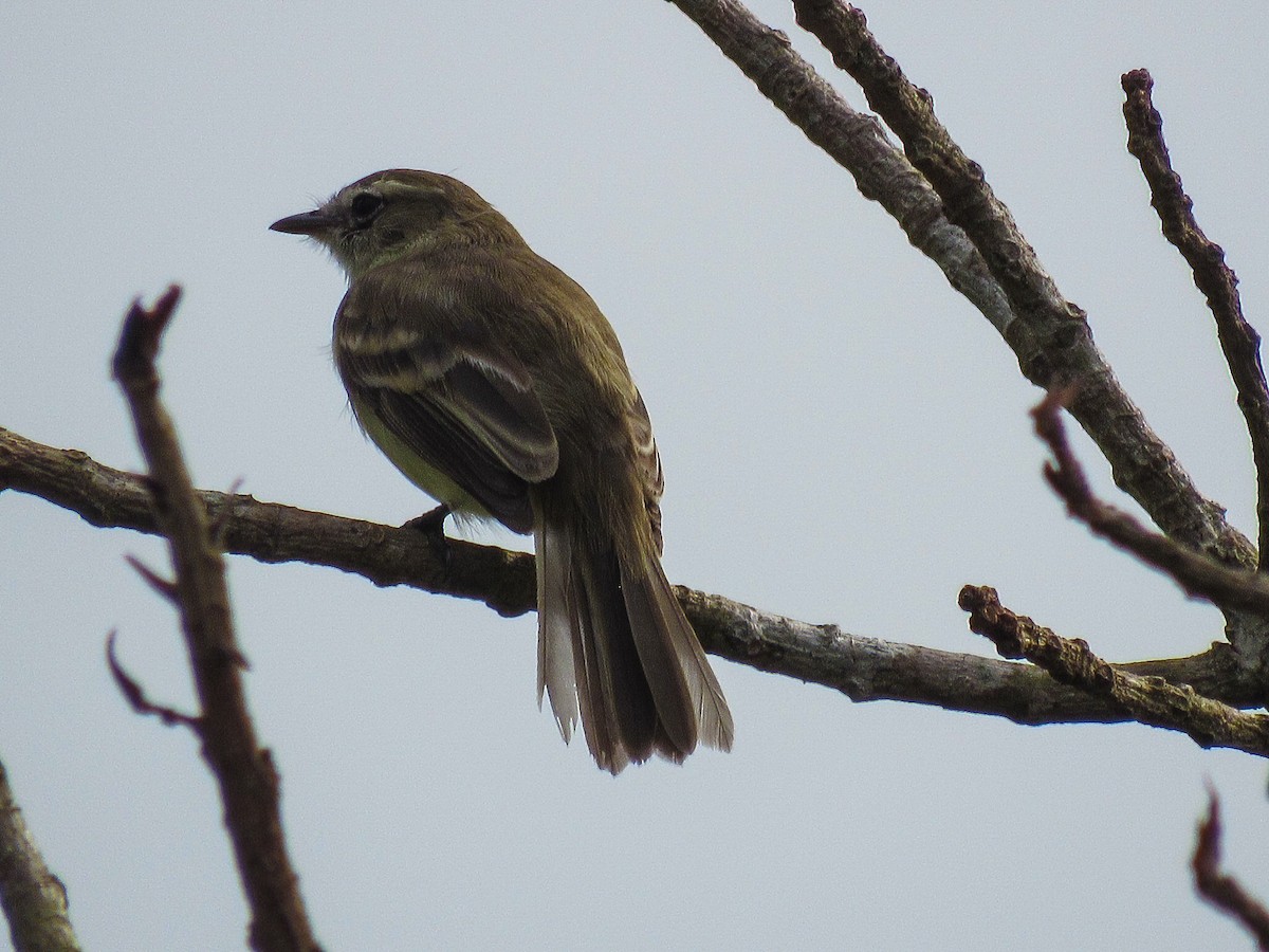 Mouse-colored Tyrannulet (Southern) - ML646429064