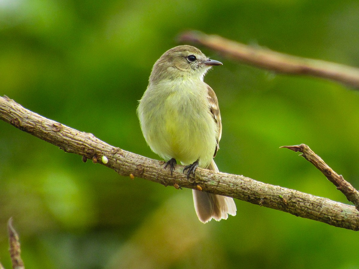 Mouse-colored Tyrannulet (Southern) - ML646429065