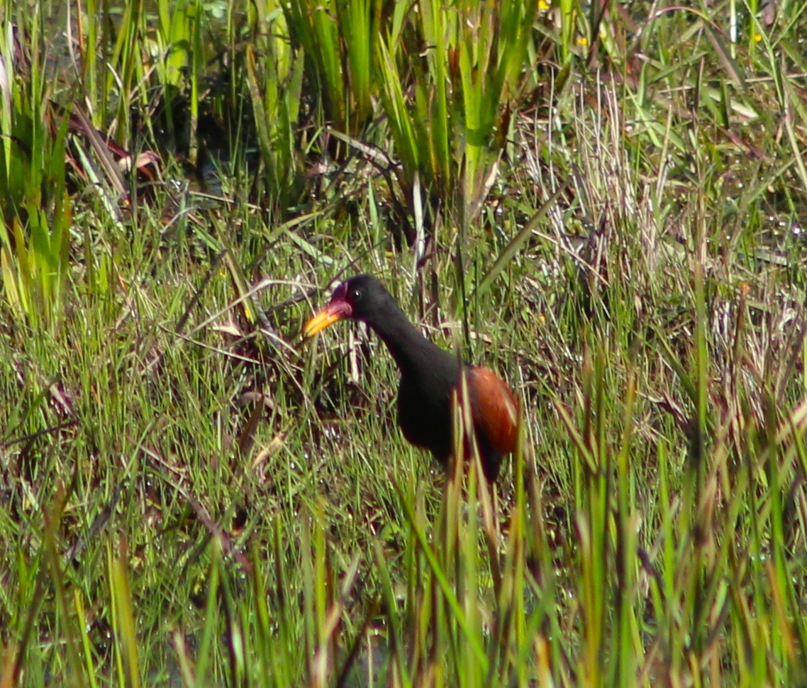 ナンベイレンカク - ML646429066