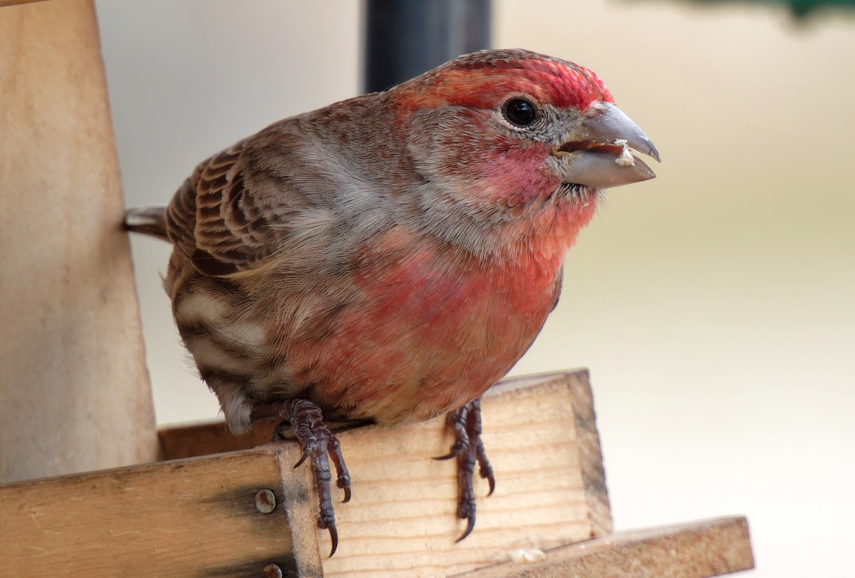 メキシコマシコ - ML646429085