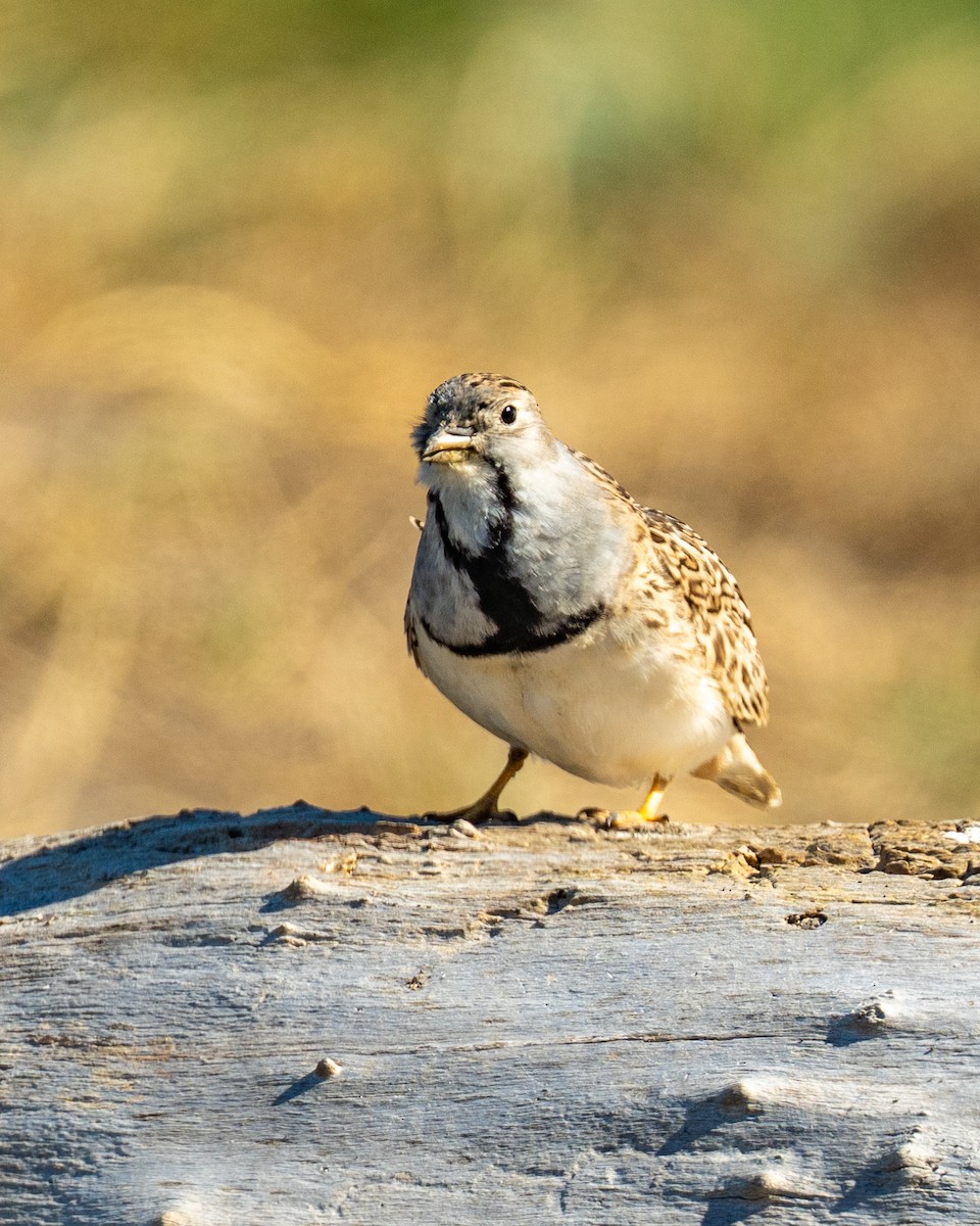 コヒバリチドリ - ML646429088