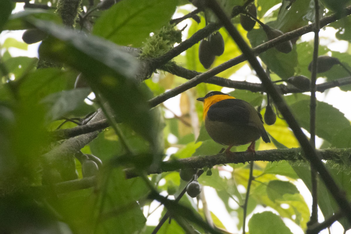 キノドマイコドリ - ML646429089