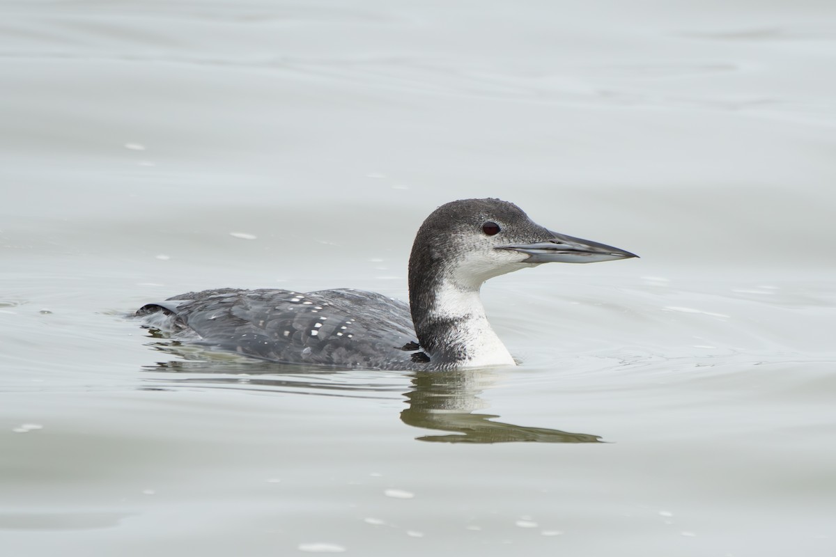 ハシグロアビ - ML646429091