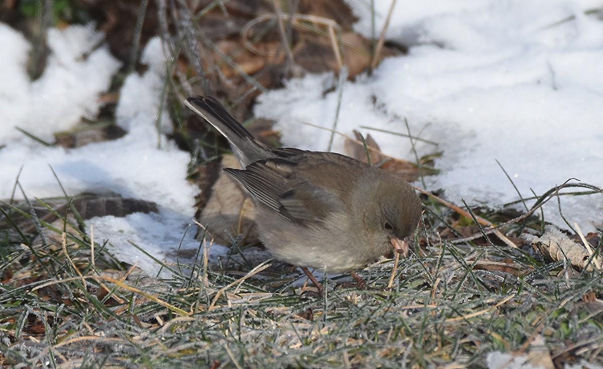 ユキヒメドリ - ML646429092