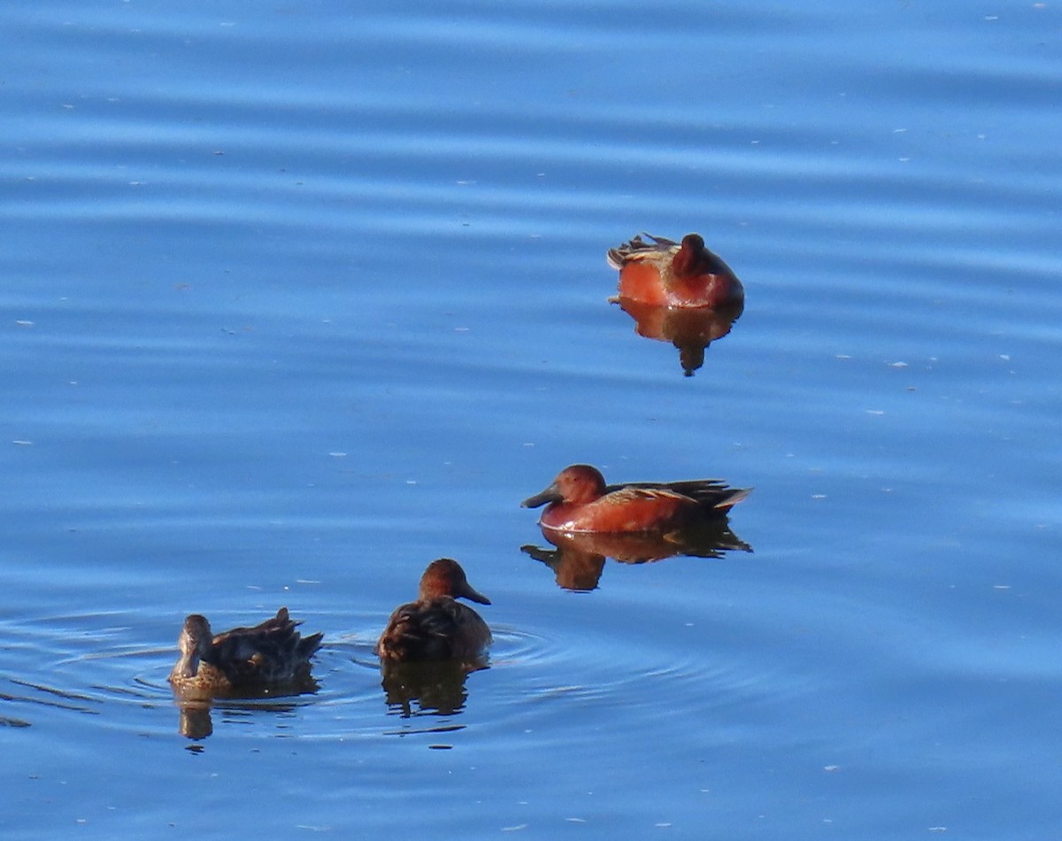 アカシマアジ - ML646429093