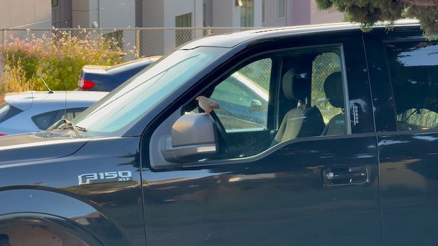 California Towhee - ML646429094