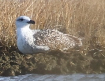 Great Black-backed Gull - ML646429095