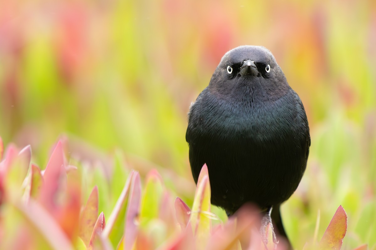 Brewer's Blackbird - ML646429097