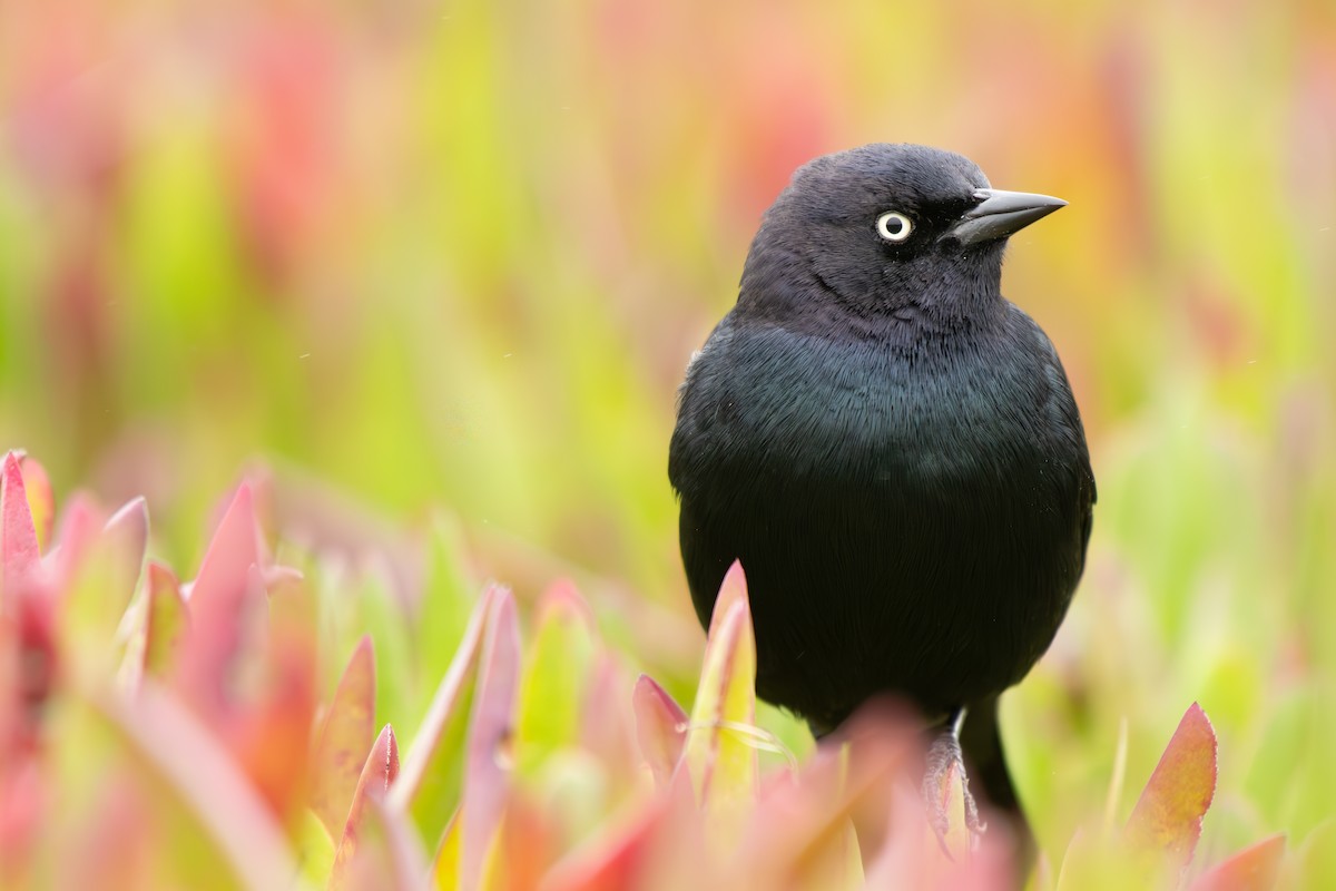 Brewer's Blackbird - ML646429098