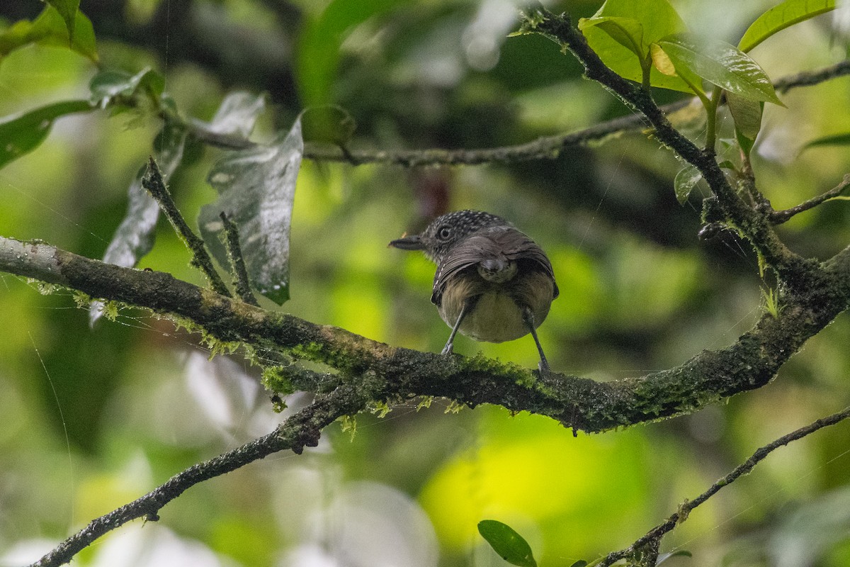 Tüpfelkronen-Ameisenvogel - ML646429099