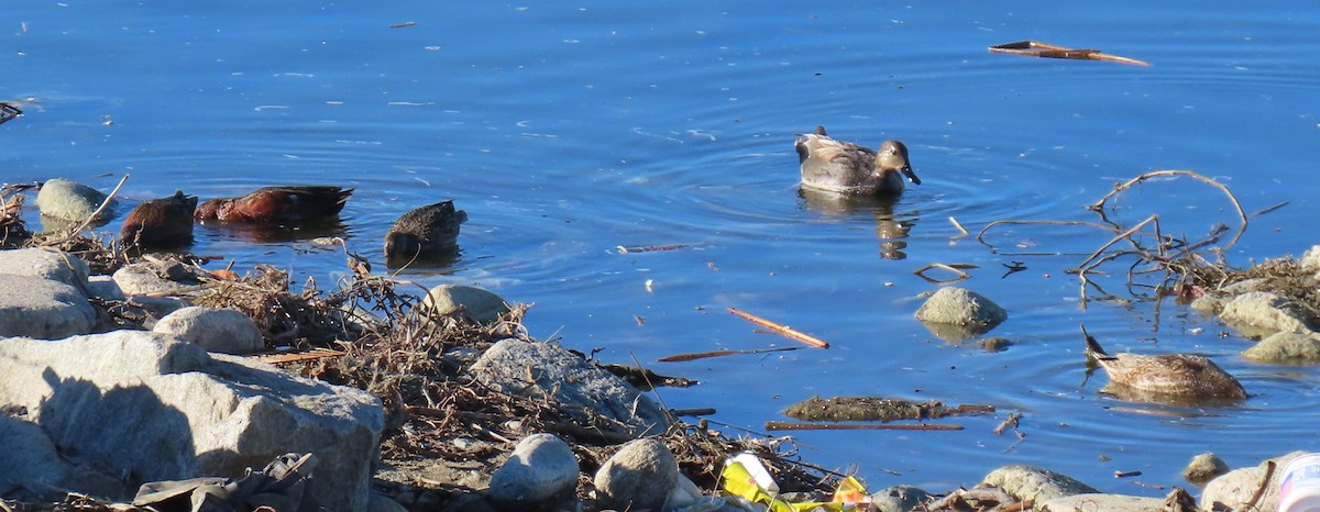 Gadwall - ML646429100