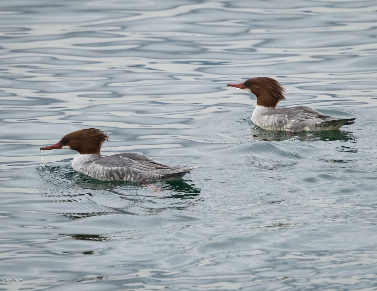 Common Merganser - ML646429101