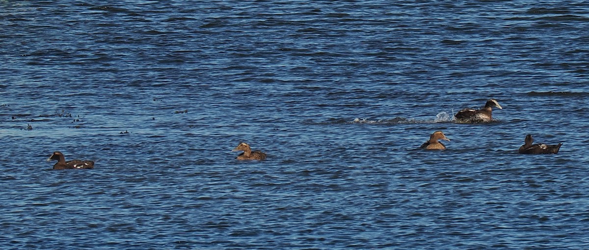 Eider arrunta - ML646429106