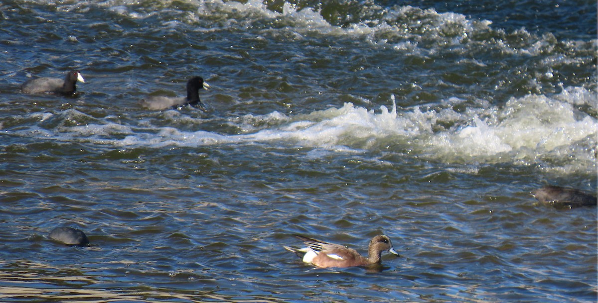 American Wigeon - ML646429109