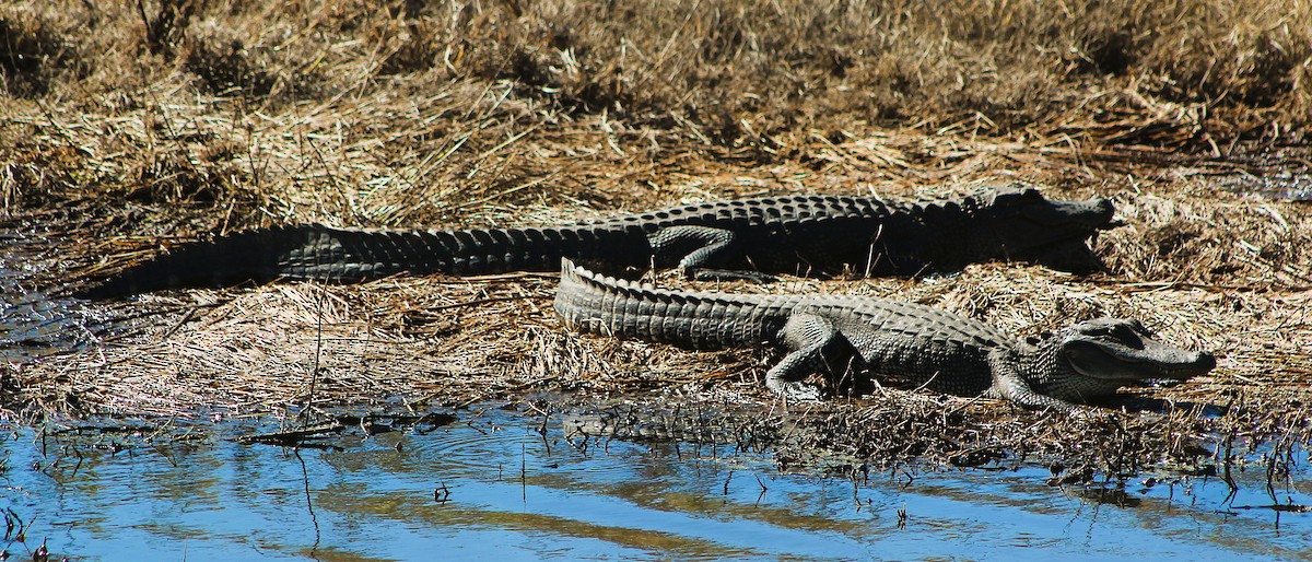 American Alligator - ML646429113