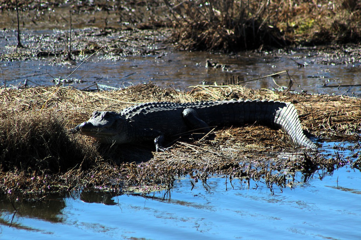 American Alligator - ML646429114