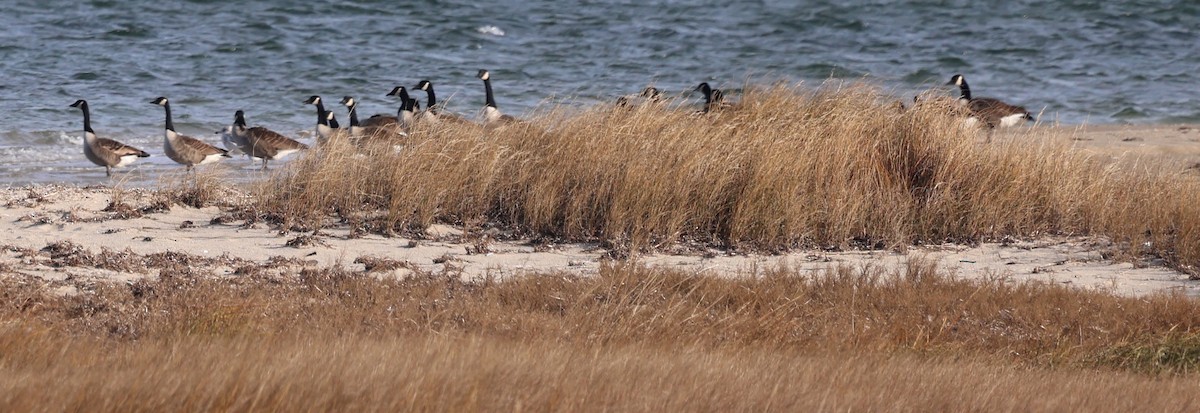 Canada Goose - ML646429115