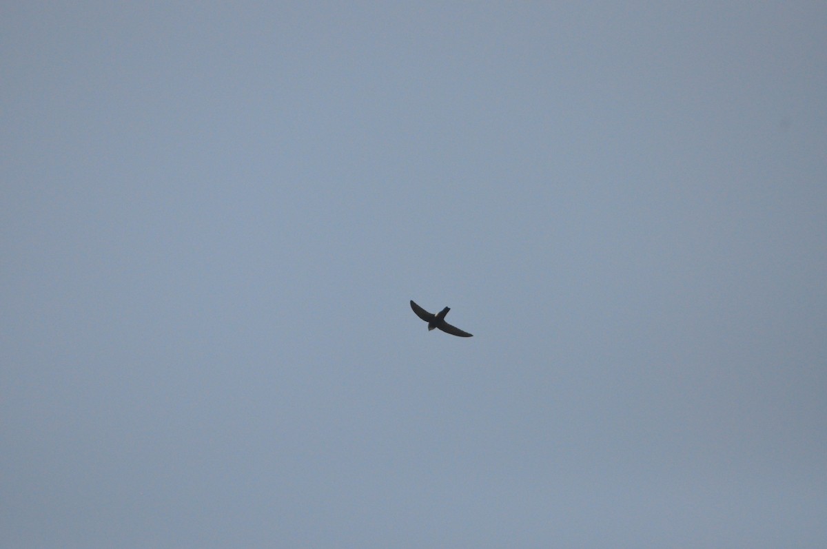 Little Swift - ML646429116