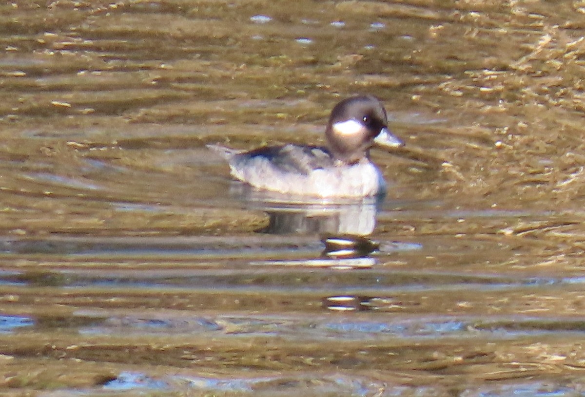 Bufflehead - ML646429123