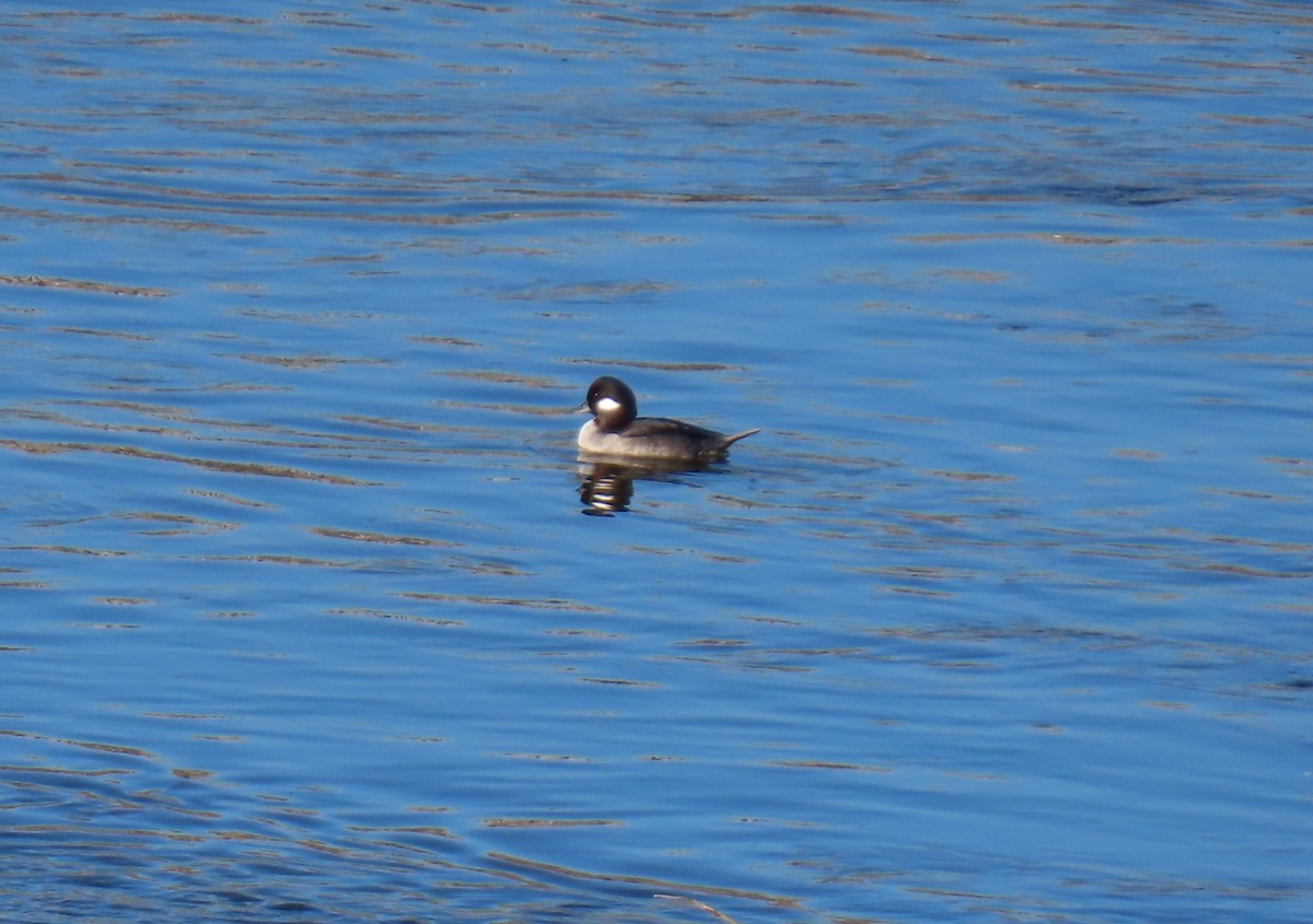 Bufflehead - ML646429124