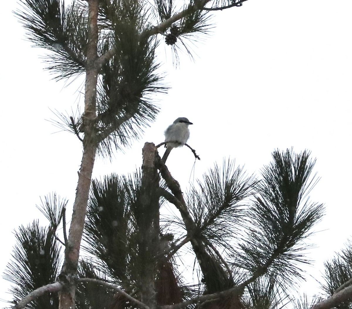 Northern Shrike - ML646429125