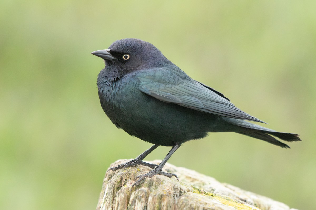 Brewer's Blackbird - ML646429126