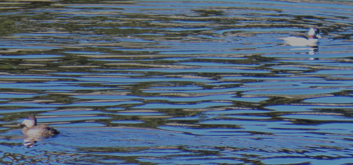 Ruddy Duck - ML646429127