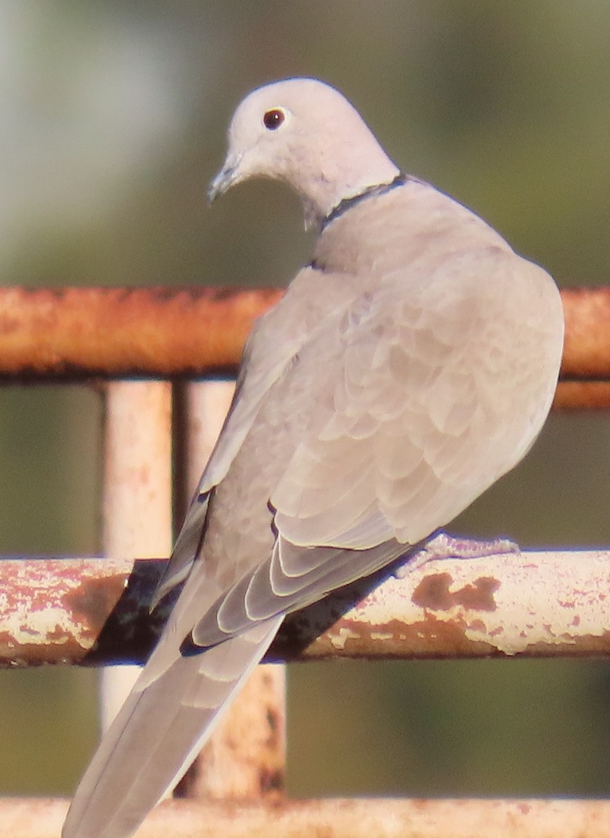 Eurasian Collared-Dove - ML646429133
