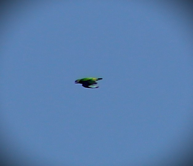 Pileated Parrot - ML646429134