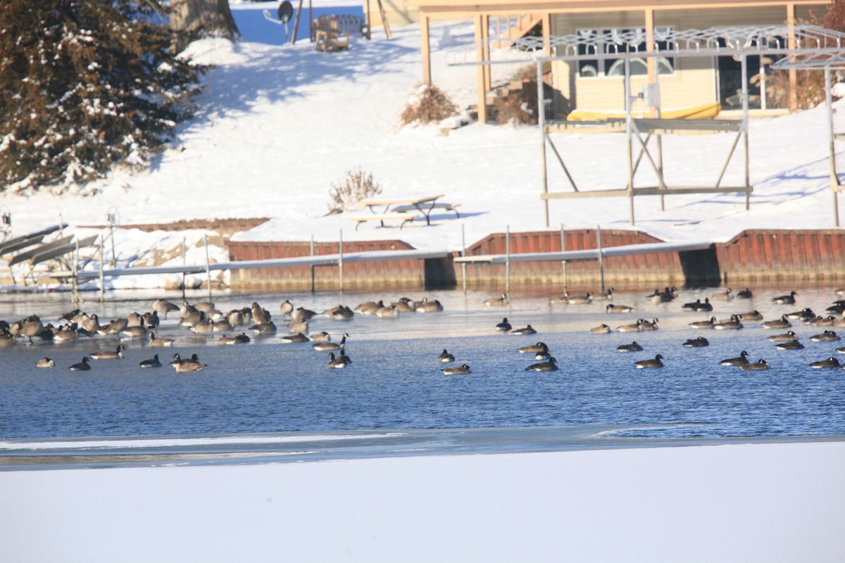 ברנטה קנדית - ML646429137