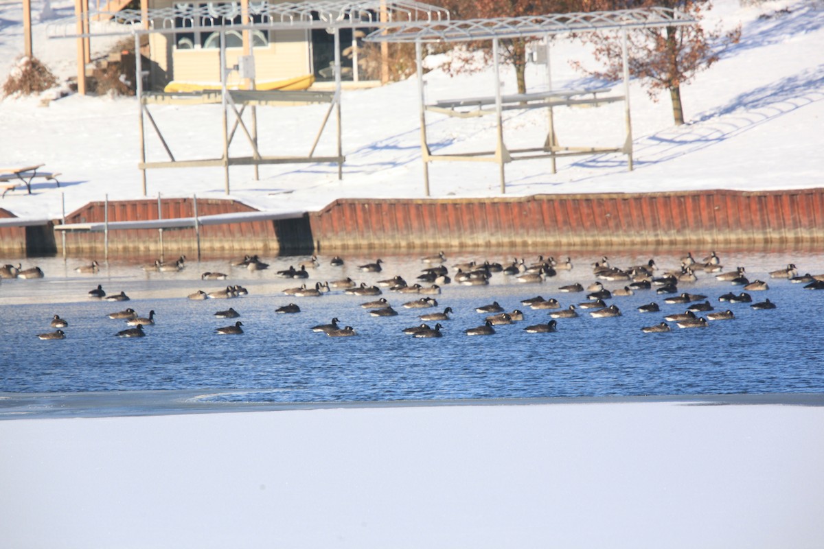 ברנטה קנדית - ML646429138