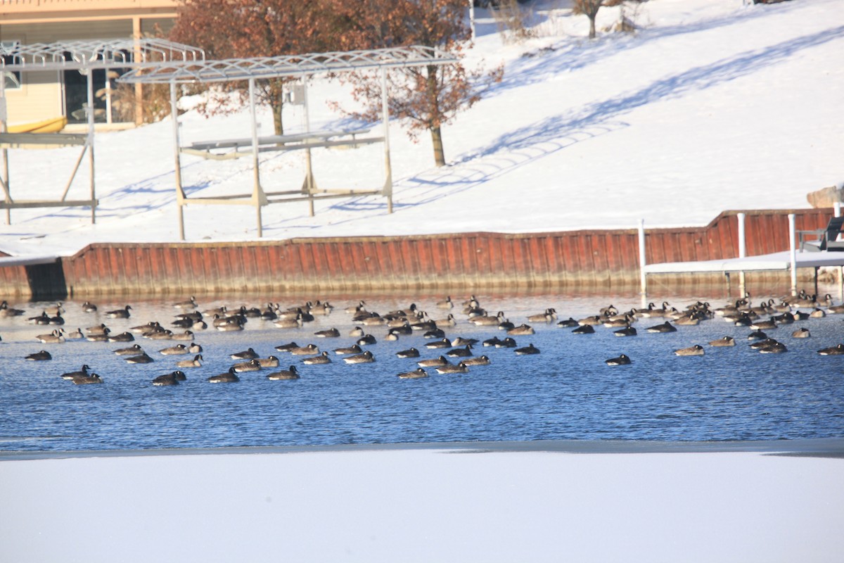 ברנטה קנדית - ML646429139