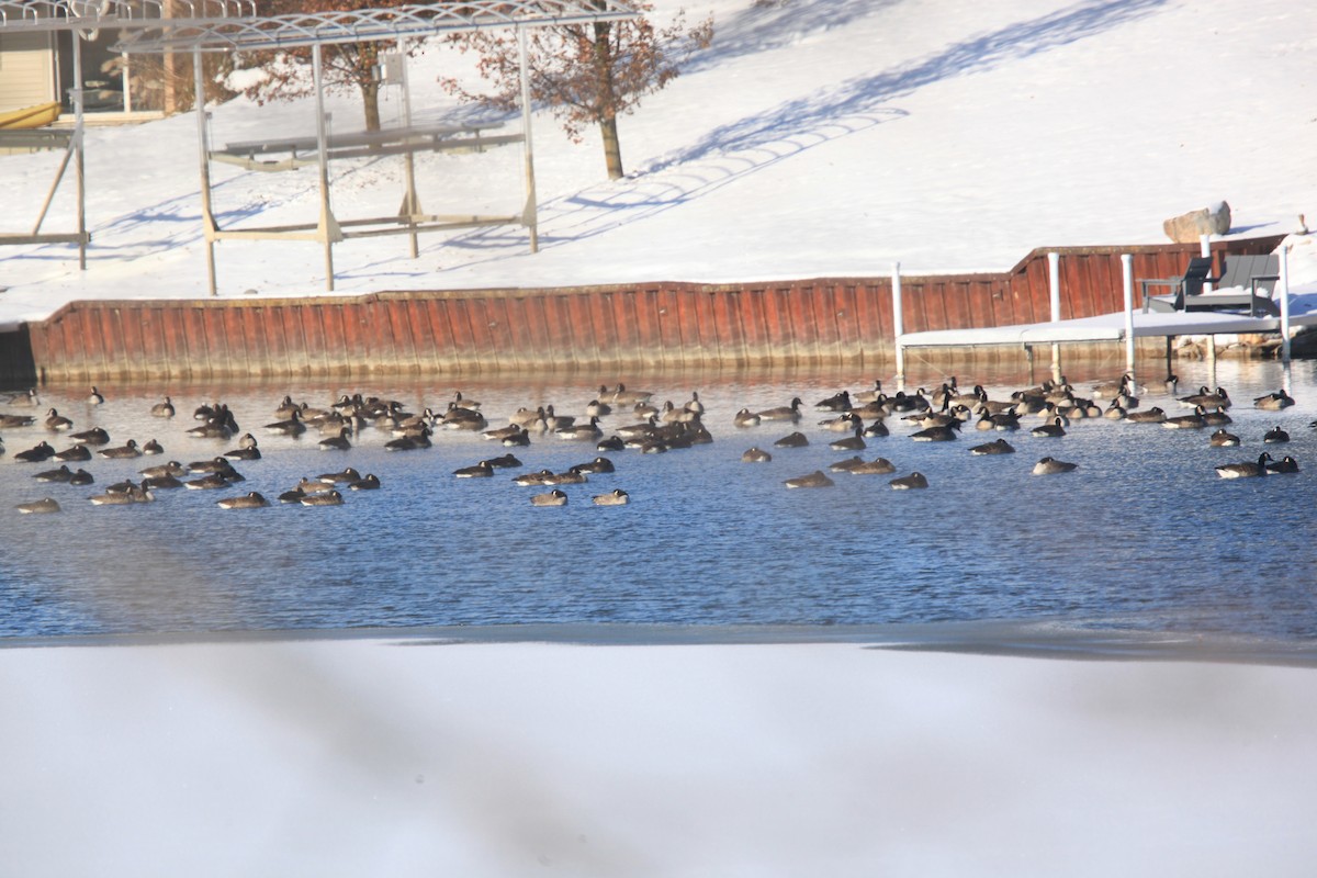 ברנטה קנדית - ML646429140