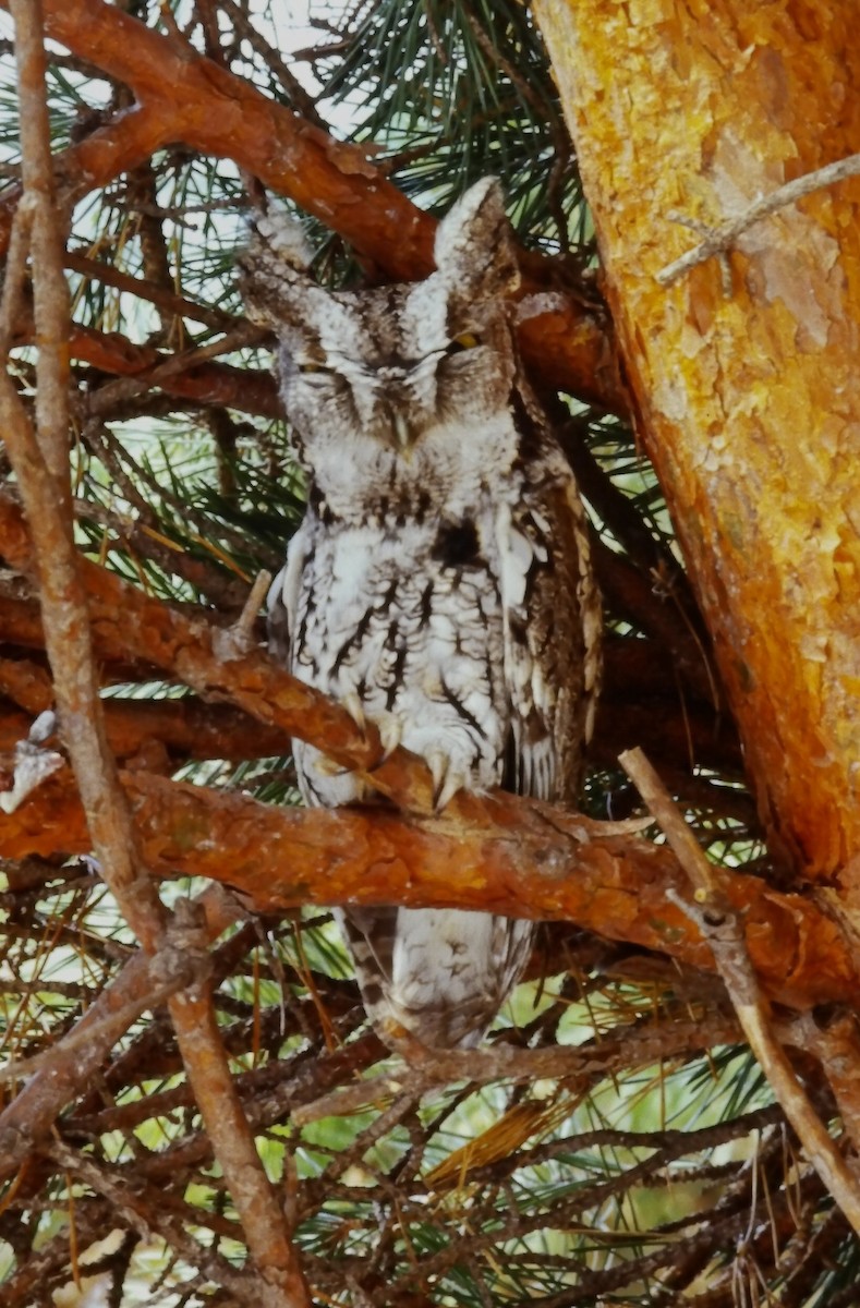Eastern Screech-Owl - ML646429142