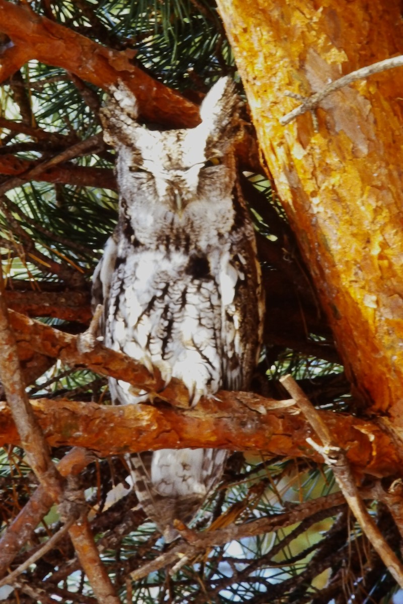Eastern Screech-Owl - ML646429143