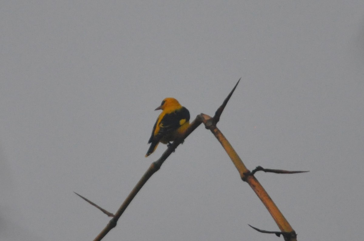 זהבן הודי - ML646429144