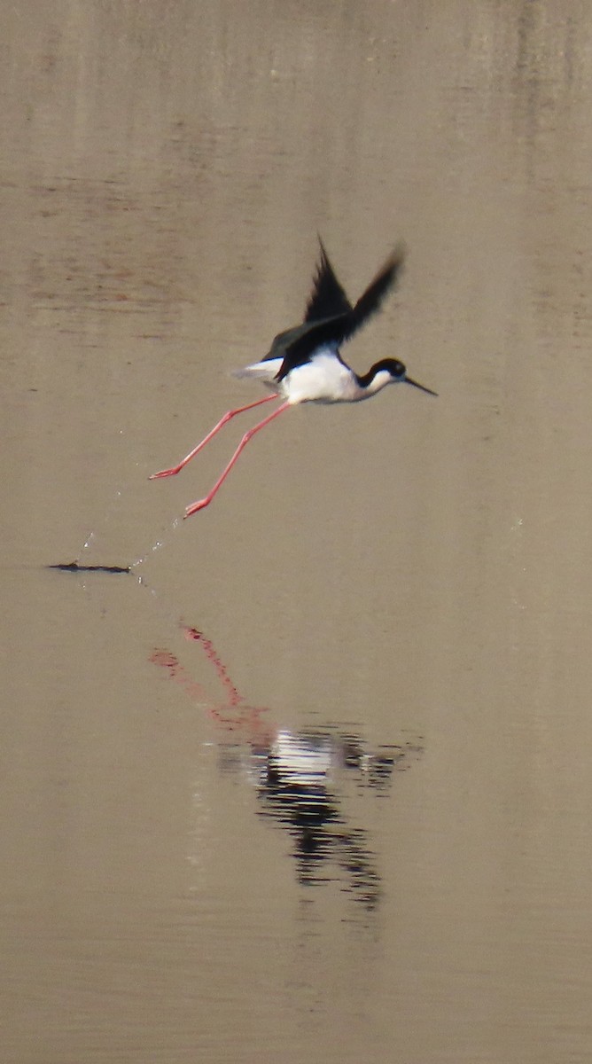 Black-necked Stilt - ML646429145