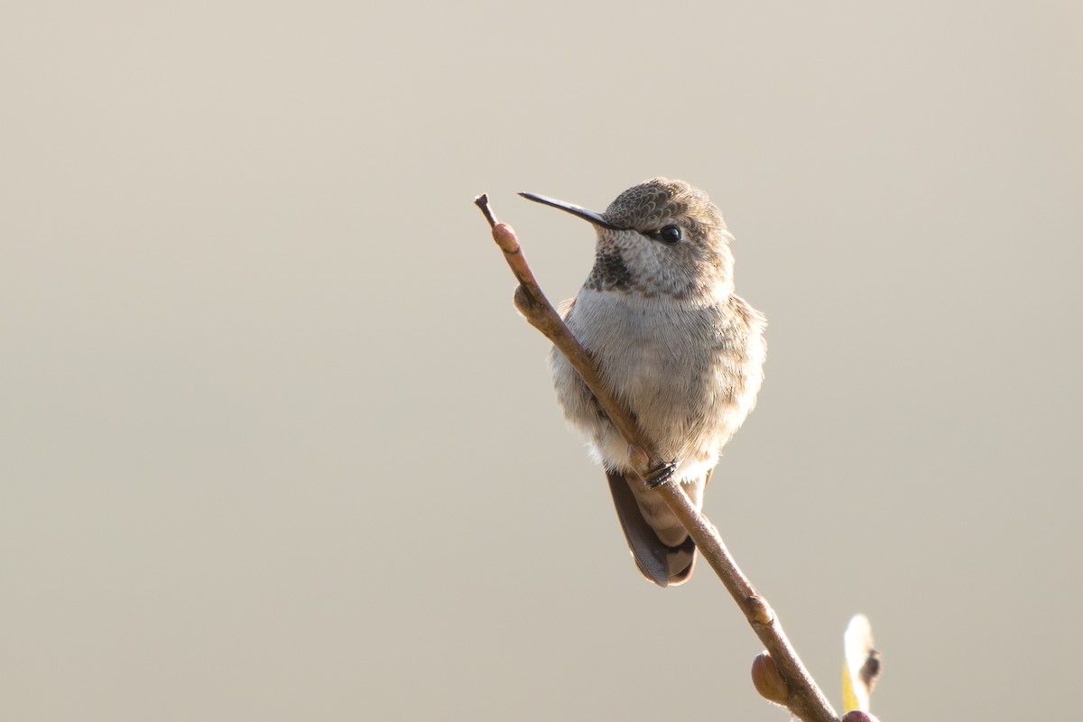 rødmaskekolibri - ML646429147