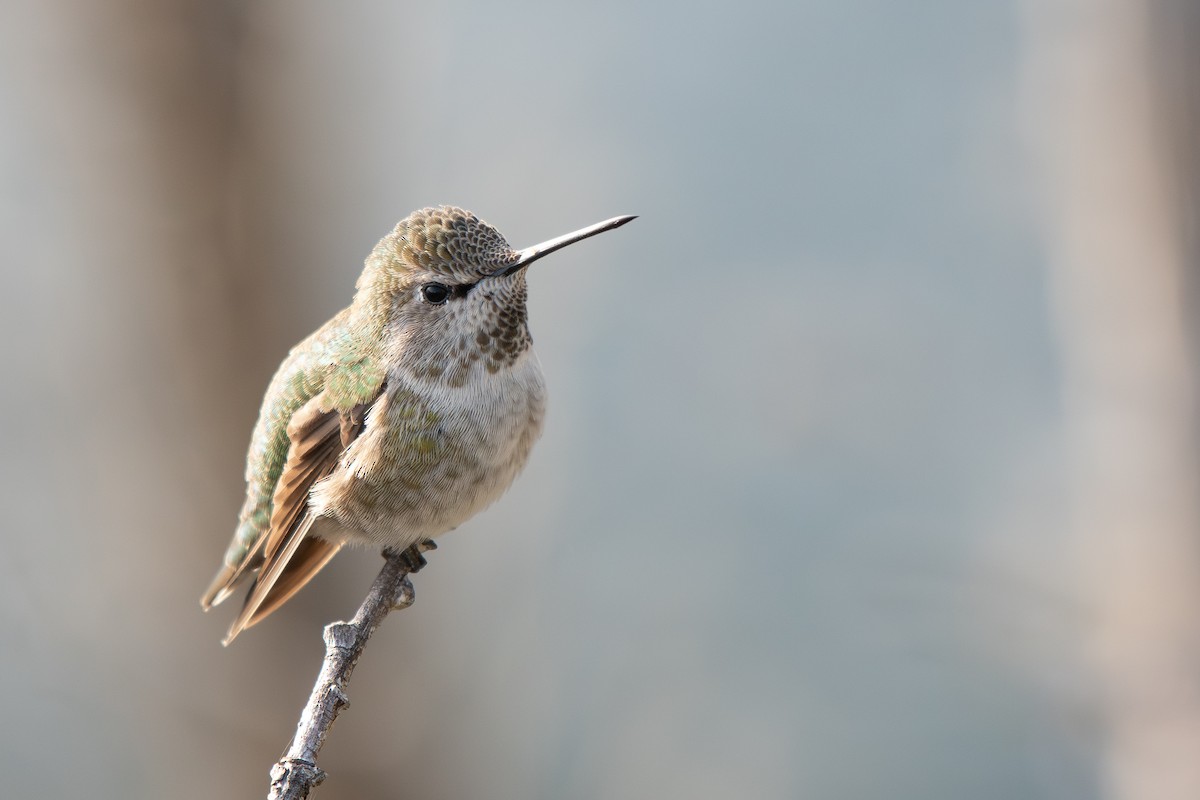 rødmaskekolibri - ML646429148