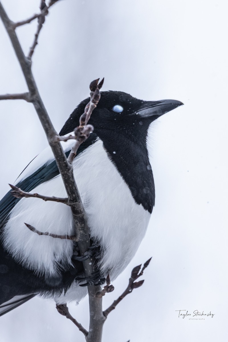 straka americká - ML646429149