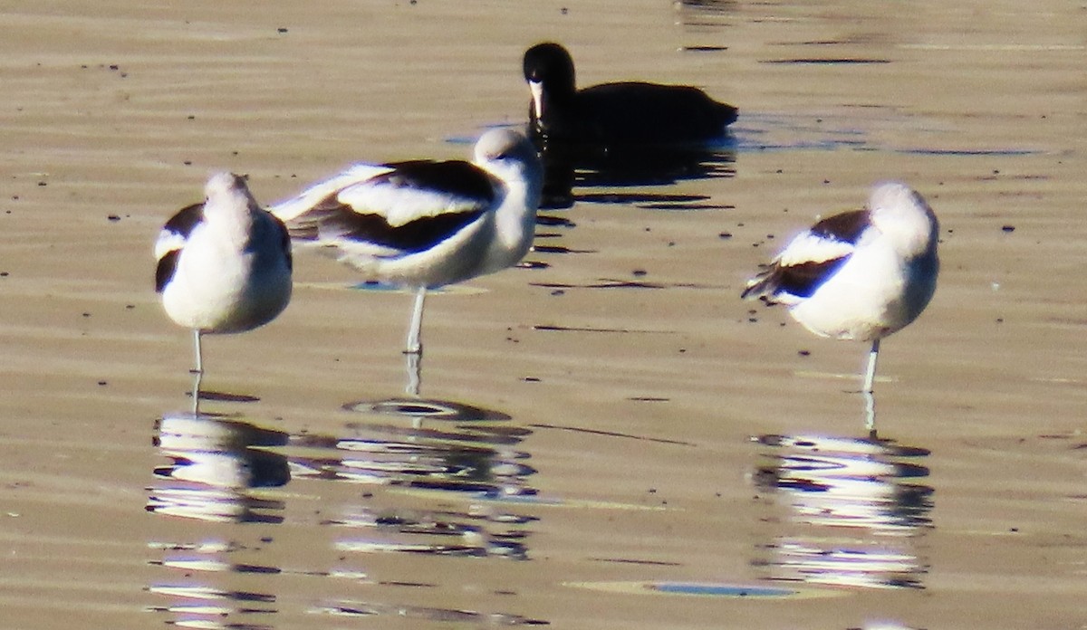 American Avocet - ML646429150