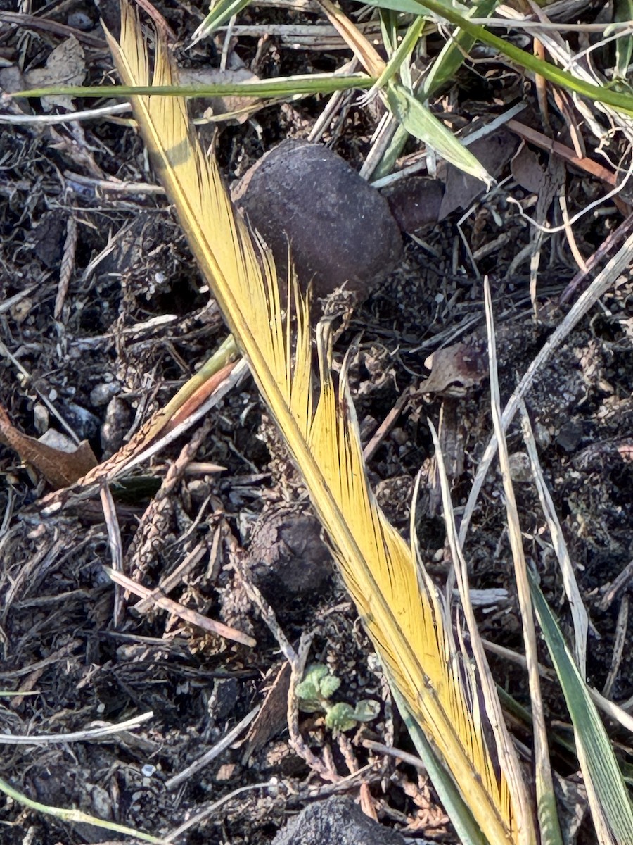 Northern Flicker - ML646429157