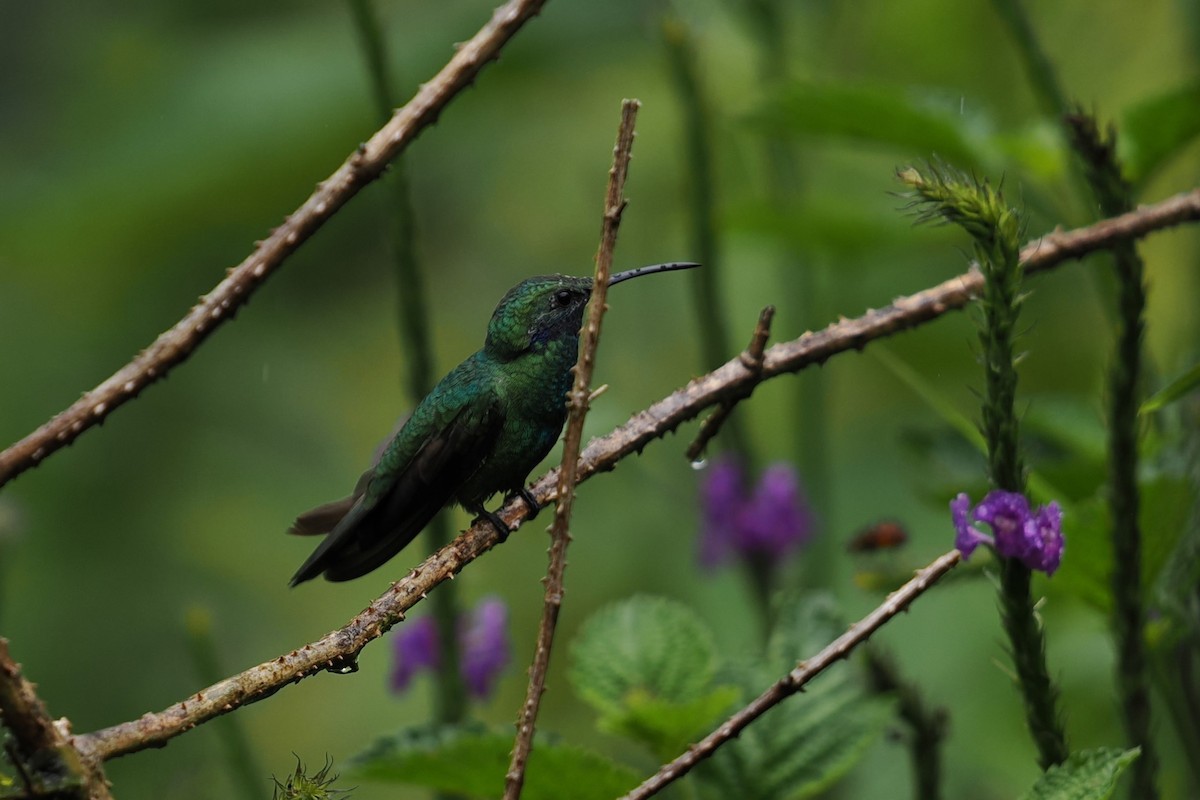 Lesser Violetear - ML646429159