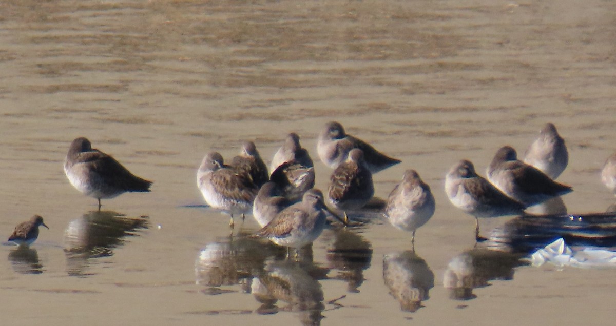 Long-billed Dowitcher - ML646429160