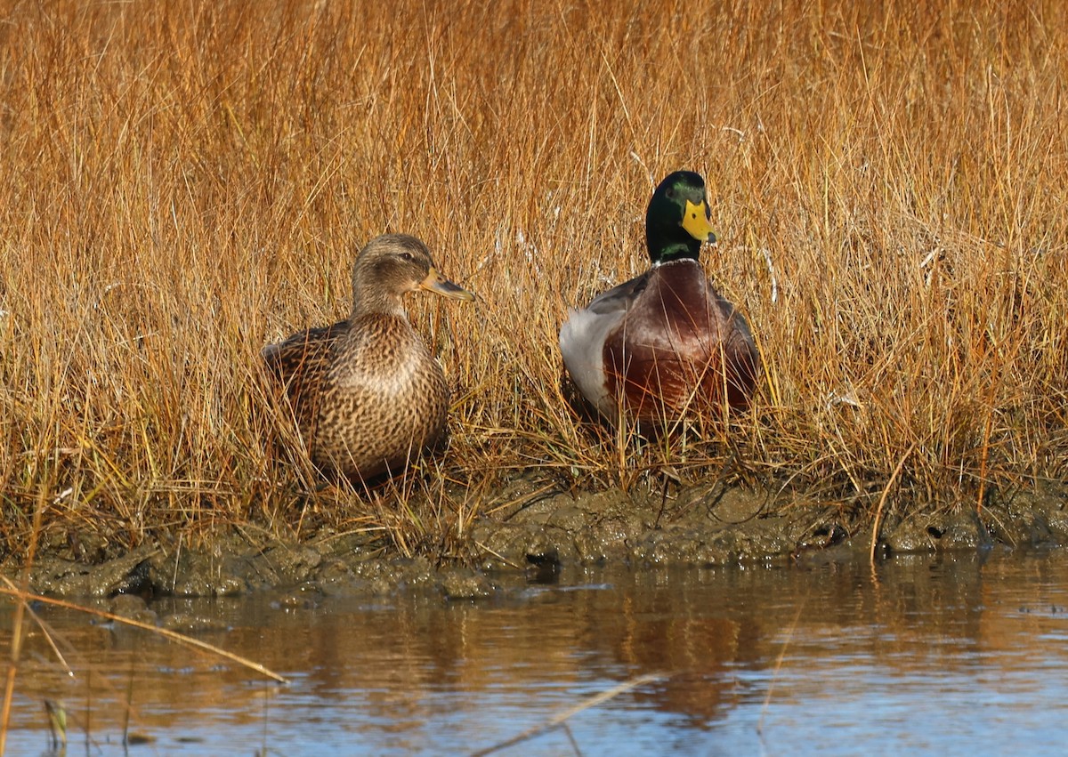 Mallard - ML646429163