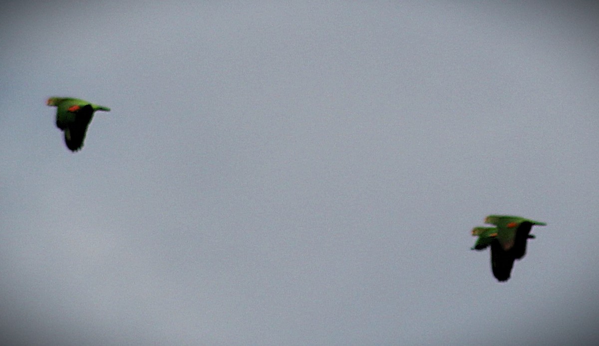 Vinaceous-breasted Amazon - ML646429165