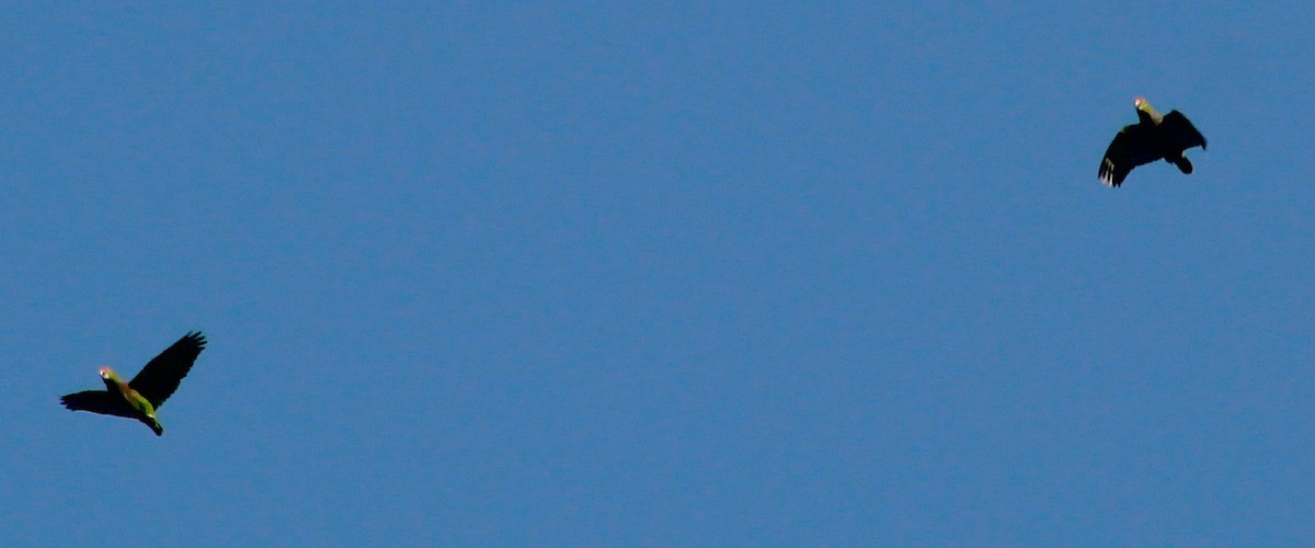 Vinaceous-breasted Amazon - ML646429166